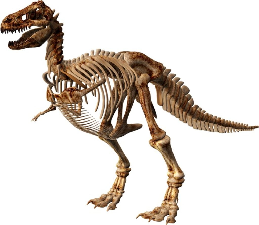 How big is a T-Rex